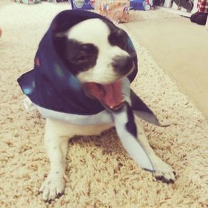 Meet your Posher, Posh